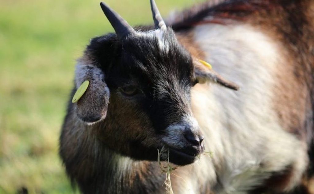 Pygmy Goats Breed Profile Goat Journal